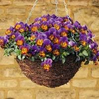 Pansy \'Avalanche Bronze Lavender\' (Trailing) - 72 pansy plug plants