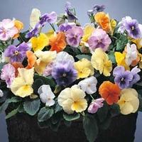 Pansy \'Water Colours Mixed\' F1 Hybrid - 1 packet (30 pansy seeds)