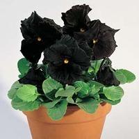 Pansy \'Black Moon\' F1 Hybrid - 1 packet (25 pansy seeds)