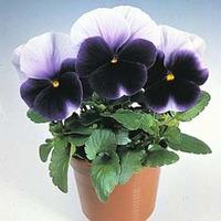 Pansy \'Silver Wings\' - 1 packet (25 pansy seeds)