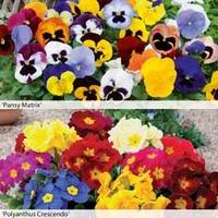 pansy and polyanthus duo 72 plug plants 36 of each variety