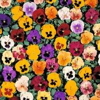 Pansy \'Petite Mixed\' F1 Hybrid - 1 packet (35 pansy seeds)