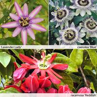 Passion Flower Collection - 6 jumbo plug plants - 2 of each variety