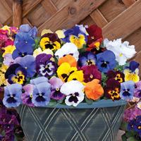 pansy matrixtrade mixed pre planted pot 1 x pansy pre planted pot with ...
