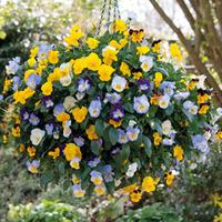 pansy cool wave pre planted basket 1 x pansy pre planted basket with 5 ...