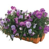 Pansy Cascadia Blues Mix 1 Pre-Planted Trough Delivery Period 3
