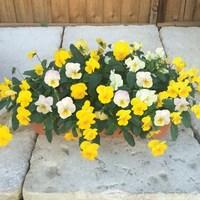 pansy cascadia yellows mix autumn 2 pre planted troughs