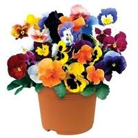 pansy colourburst 2 pre planted containers delivery period 3