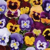 pansy butterfly 24 large plants