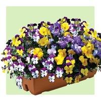 Pansy Cascadia Mix 2 Pre Planted Troughs