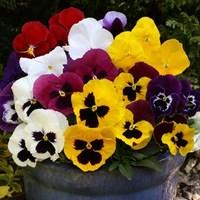 pansy colourburst 1 pre planted trough