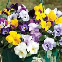 Pansy Cascadia Autumn 2 Pre Planted Rattan Baskets