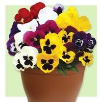 pansy colourburst 1 pre planted container