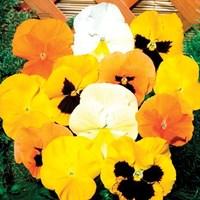 pansy zest 170 small plug plants