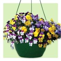 Pansy Cascadia Trailing 2 Hanging Baskets