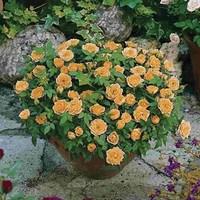 Patio Rose Orange 1 Bare Root Plant