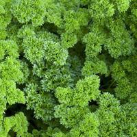 Parsley \'Champion\' (Seeds) - 1 packet (750 parsley seeds)