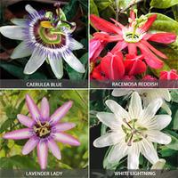 Passiflora collection - 4 passiflora plug plants - 1 of each variety