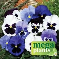 Pansy Oceana 12 Mega Plants