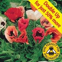 Papaver Pizzicato 24 Large Plants