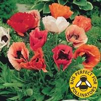 Papaver Pizzicato 12 Large Plants