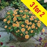 patio rose orange 3 plants 3 litre