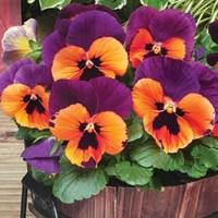 pansy purple amp orange 12 mega plants