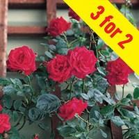 patio rose red 3 plants 3 litre