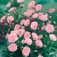 patio rose pink 1 plant 3 litre