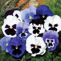 pansy oceana 70 medium plugs