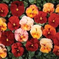 pansy golden flambe 24 large plants