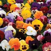 Pansy Colourburst 24 Large Plants