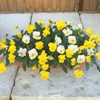 Pansy Cascadia Yellows Mix 1 Pre-Planted Trough Delivery Period 1