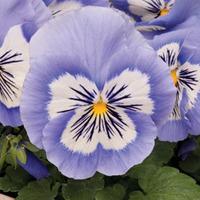 Pansy \'Mystique Blue Halo\' - 48 pansy plug tray plants