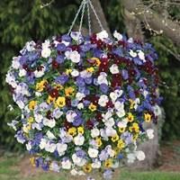 Pansy Balconita® 5 large Plants