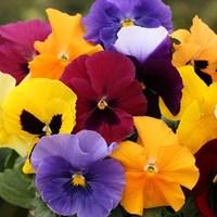 Pansy Grande Fragrance 12 Mega Plants