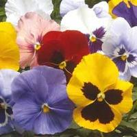 Pansy \'Winter Flowering Super Mix\' - 48 pansy plug tray plants