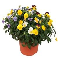 Pansy Cascadia Mix 1 Pre Planted Container