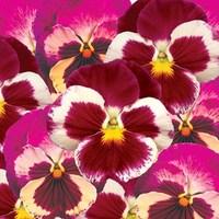 pansy strawberry rose 24 large plants