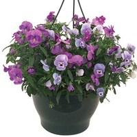 Pansy Cascadia Blues Mix 1 Pre-Planted Hanging Basket Delivery Period 1