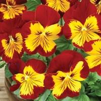 pansy firecracker 24 large plants