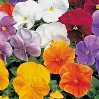 Pansy \'Clear Crystal Mixed\' (Seeds) - 1 packet (120 pansy seeds)