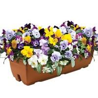 pansy cascadia mix 2 pre planted troughs delivery period 3