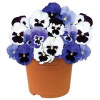 pansy colourburst blues mix autumn 1 pre planted container