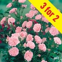 patio rose pink 3 plants 3 litre