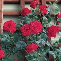 patio rose red 1 plant bare root