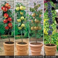 Patio Fruit Tree Collection - 4 fruit tree plants in 9cm pots - 1 of each variety