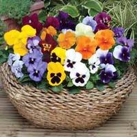 Pansy \'Summertime Mix\' - 48 pansy plug tray plants