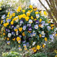 Pansy \'Cool Wave\' (Pre-planted Hanging Basket) - 1 pre-planted pansy hanging basket