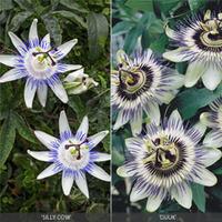 Passiflora Collection - 1 Passiflora \'Duuk\' plant in 1 litre pot